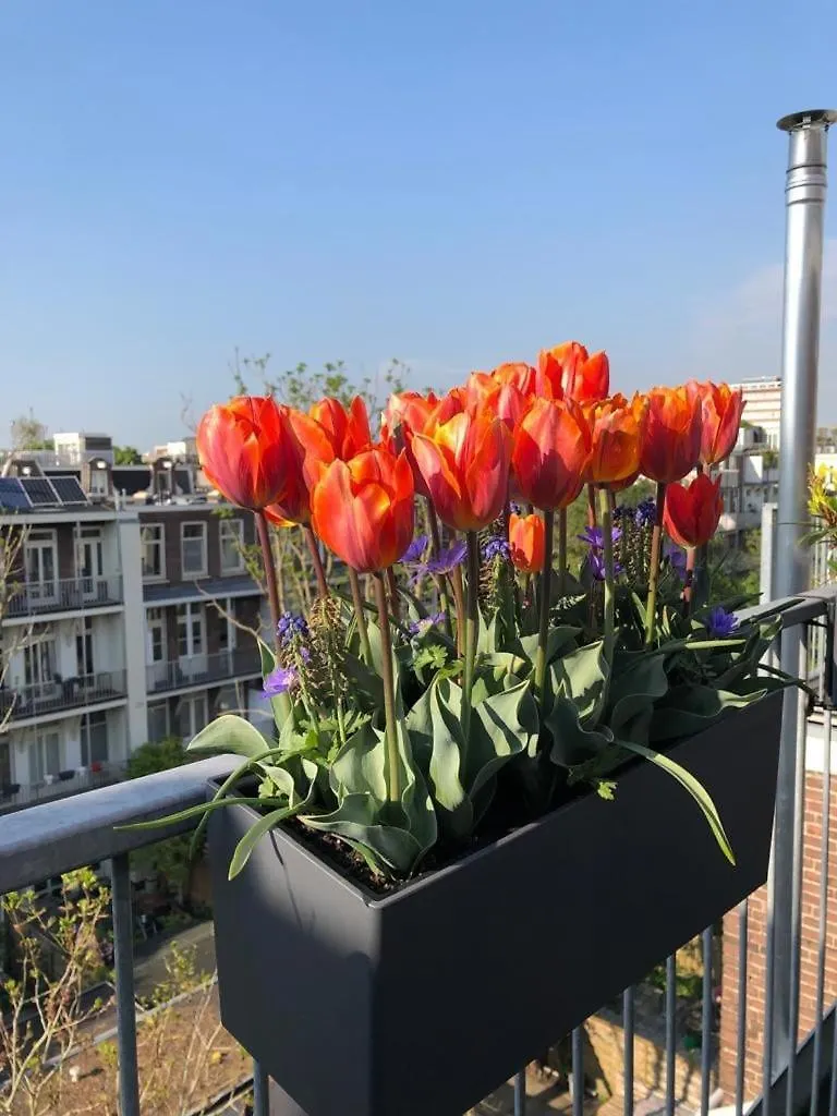 Spacious Apartment With Roofterrace By Vondelpark Amsterdam